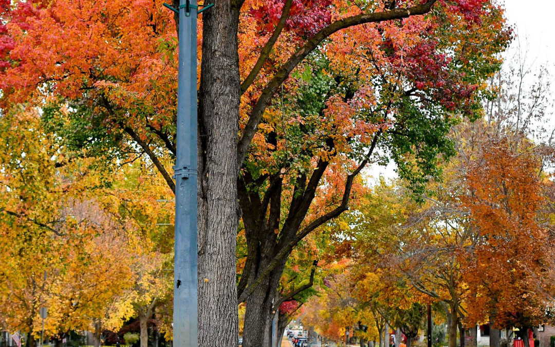 Popular Boise Neighborhoods: North End